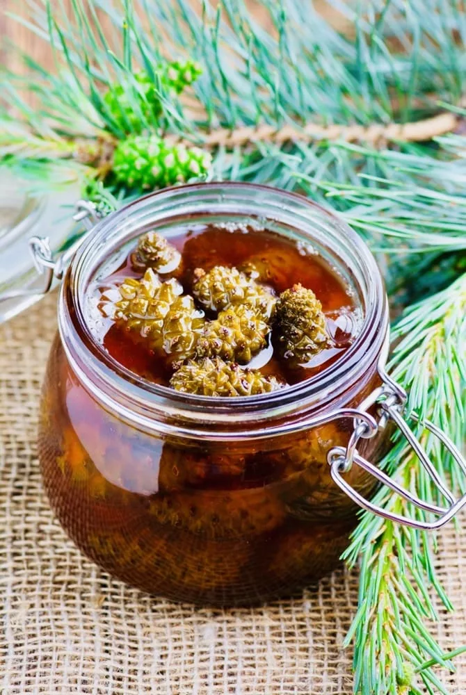 The Hirshon Georgian Baby Pine Cone Syrup - გირჩის მურაბა