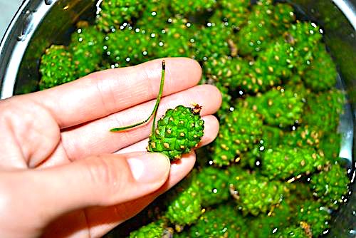 Green pine cones
