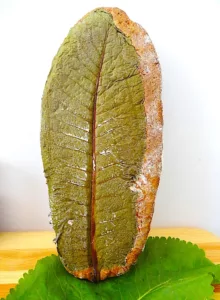 The Hirshon Polish Garlic Rye Bread With Horseradish Leaves - Chleb na Liściu Chrzanu